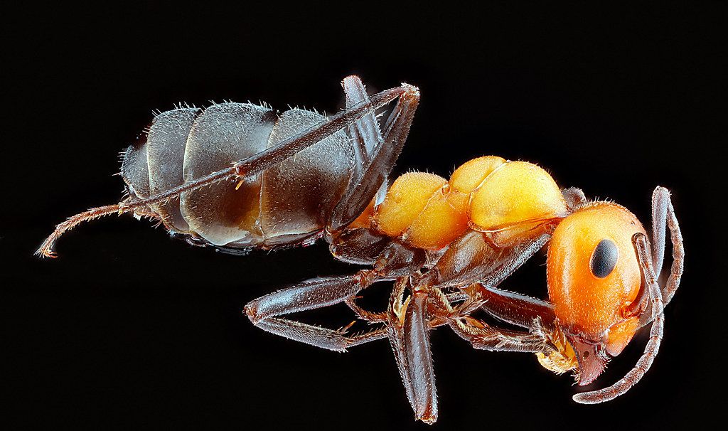 Ant Control service in North Port, FL