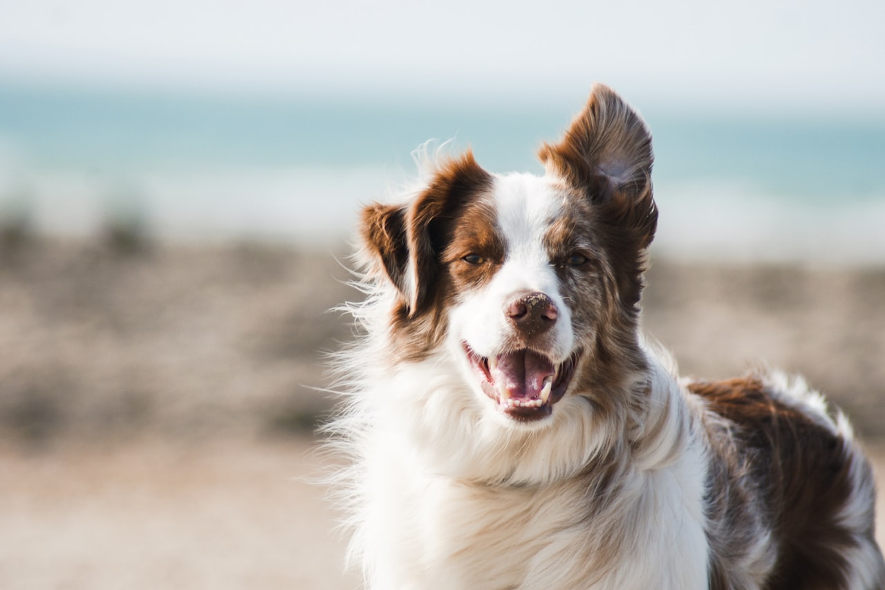 Flea & Tick Control service in North Port, FL
