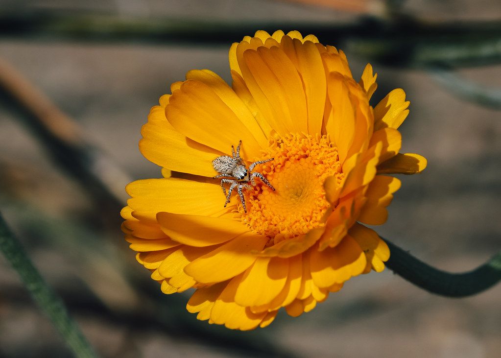Spider Control service in North Port, FL